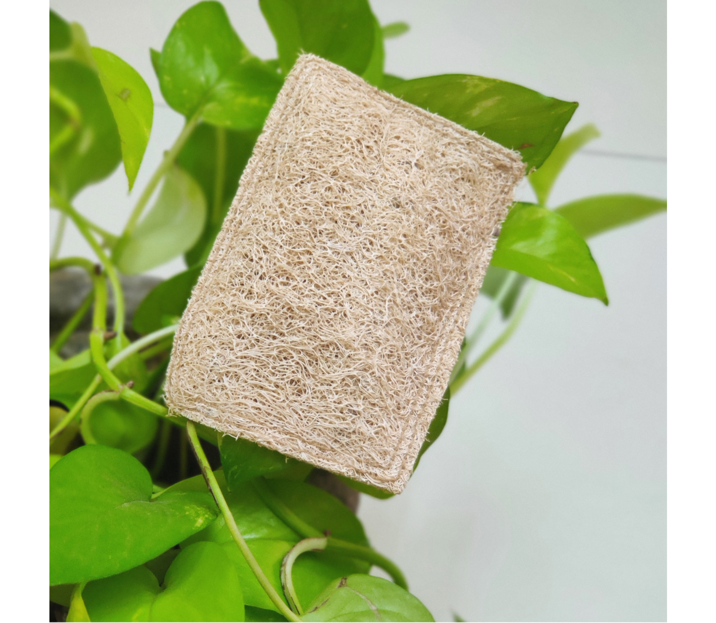 Loofah-Dish Scrubs - ArtisanSoul