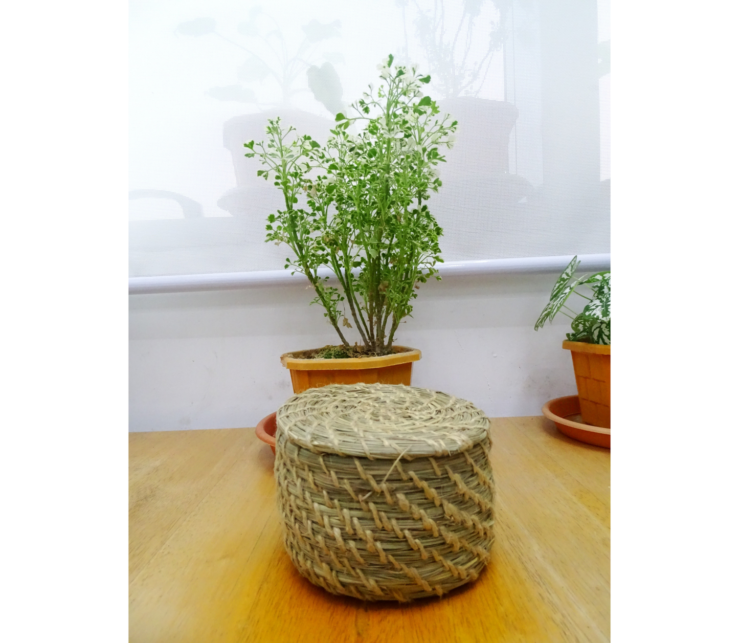 Coaster Set of Sabai Grass from Odisha - Natural