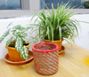 Tiny Planter of Sabai Grass from Odisha - Red & Natural